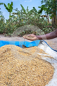 African Rice Oryza glaberrimaÂ  harvested and being stored in piles, Uganda